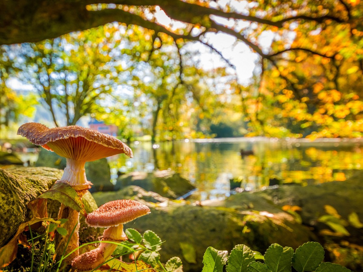 Lessons From the&nbsp;Nixie